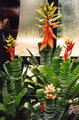 Aechmea chantinii